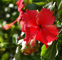 Hibiscus Yarn - 沖縄のアイコニックな素材”ハイビスカス”との出会い。