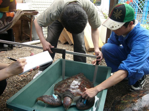 ウミガメの産卵調査